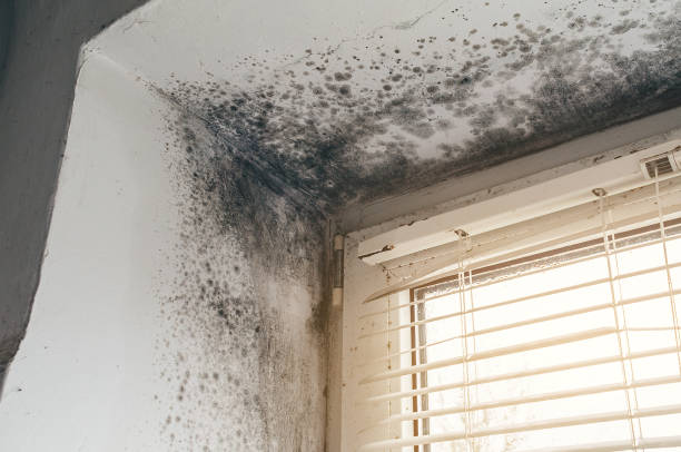 Affordable Basement Mold Removal solutions in North Arlington, NJ